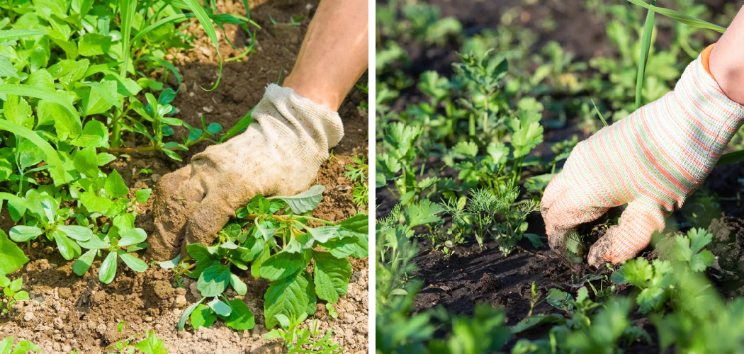 How to Clear a Vegetable Garden Full of Weeds