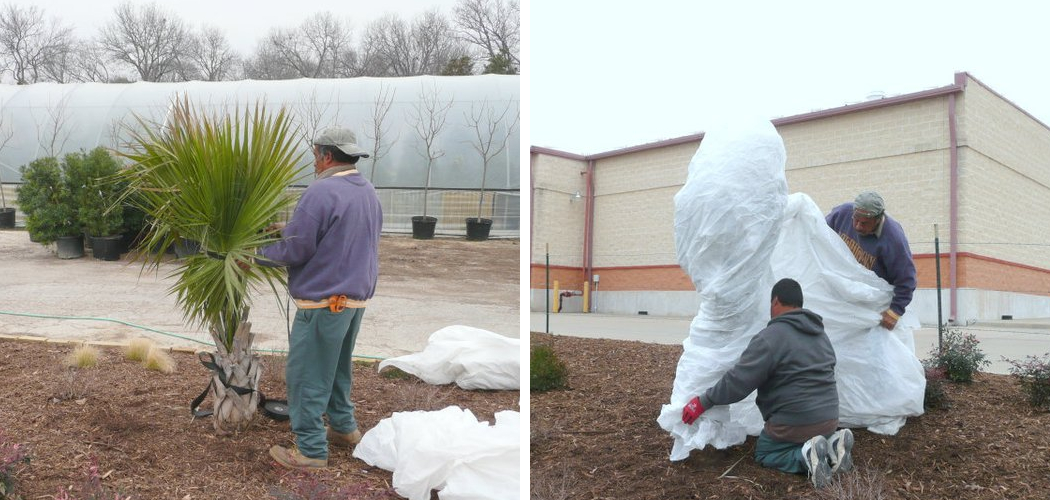 How to Cover Palm Trees from Frost