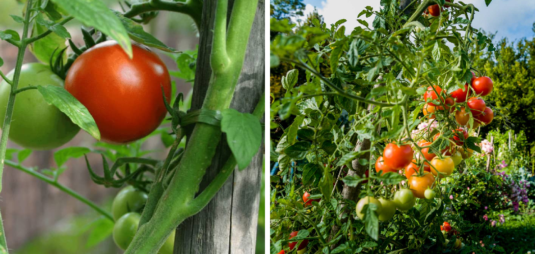How to Fix a Bent Tomato Plant