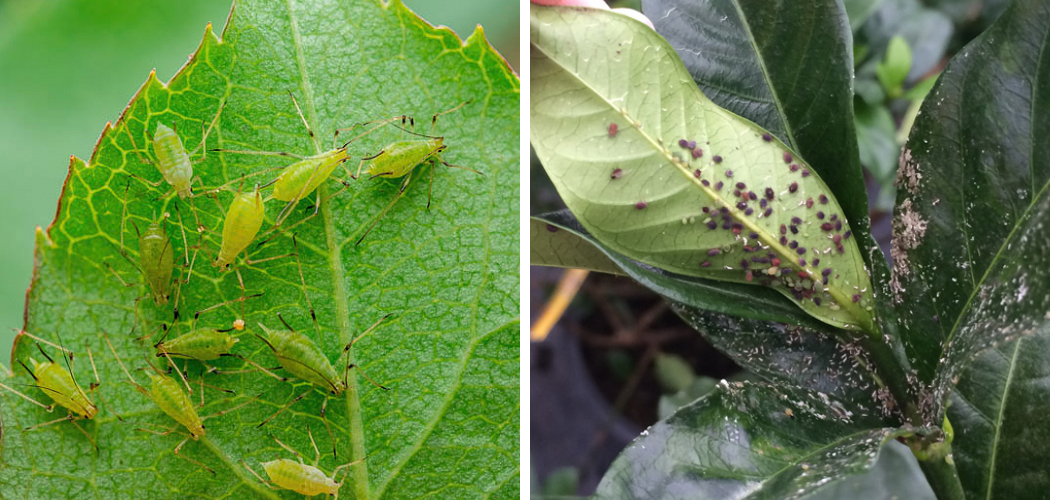 How to Get Rid of Aphids on Gardenias