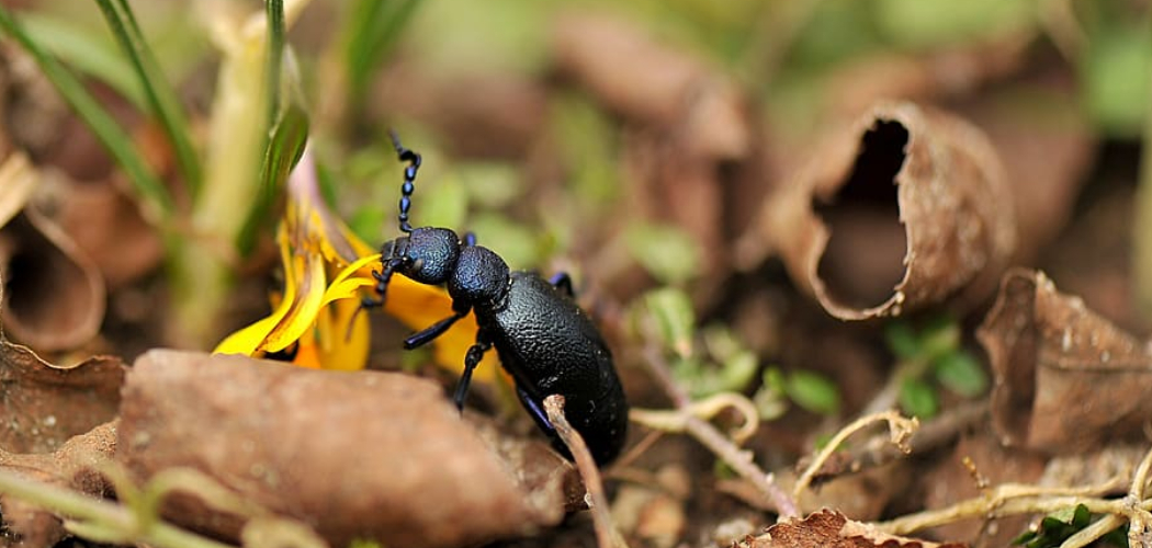 How to Get Rid of Blister Beetles in Garden