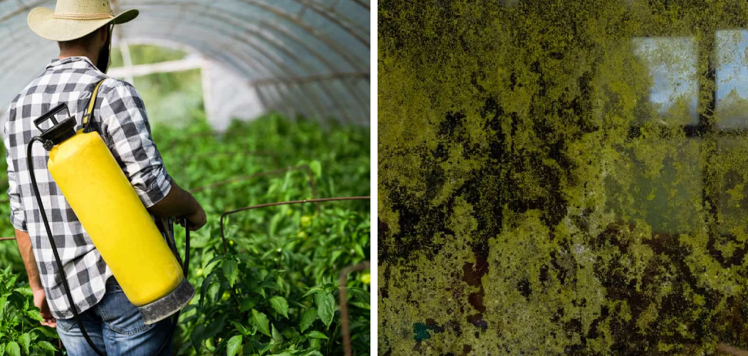 How to Get Rid of Mold in Greenhouse