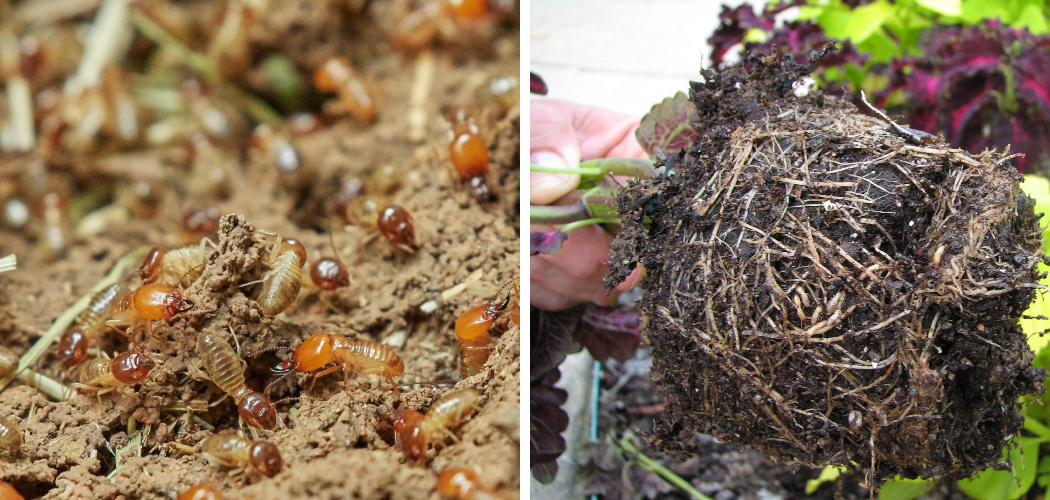 How to Get Rid of Termites in the Garden
