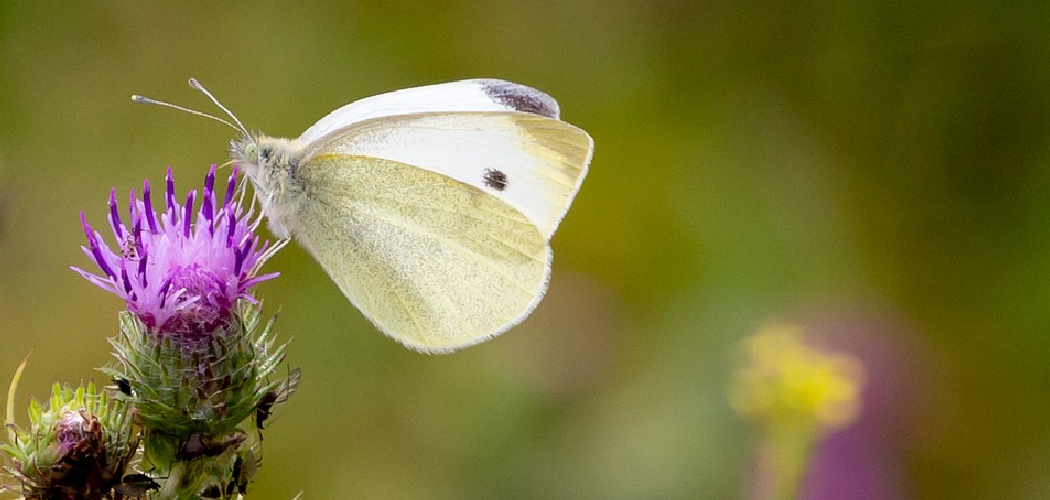 How to Get Rid of White Butterflies in the Garden