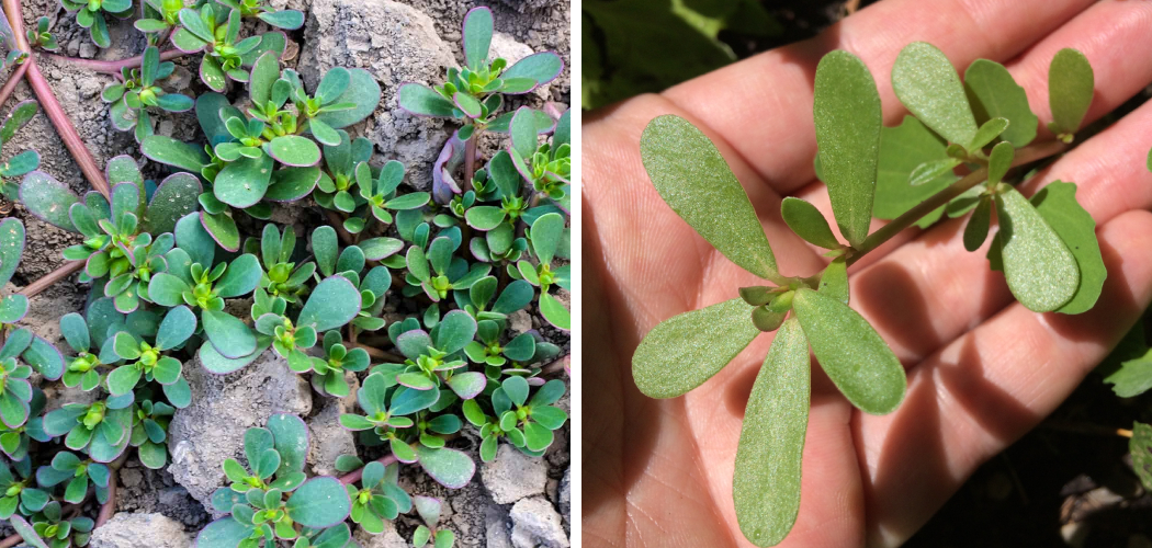 How to Identify Edible Purslane