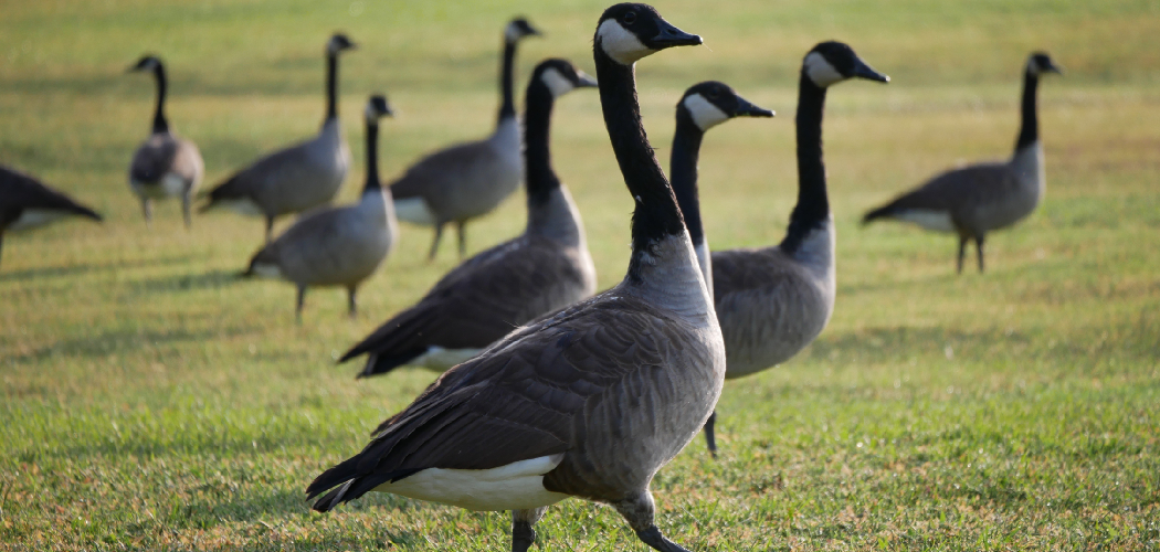 How to Keep Geese off My Lawn
