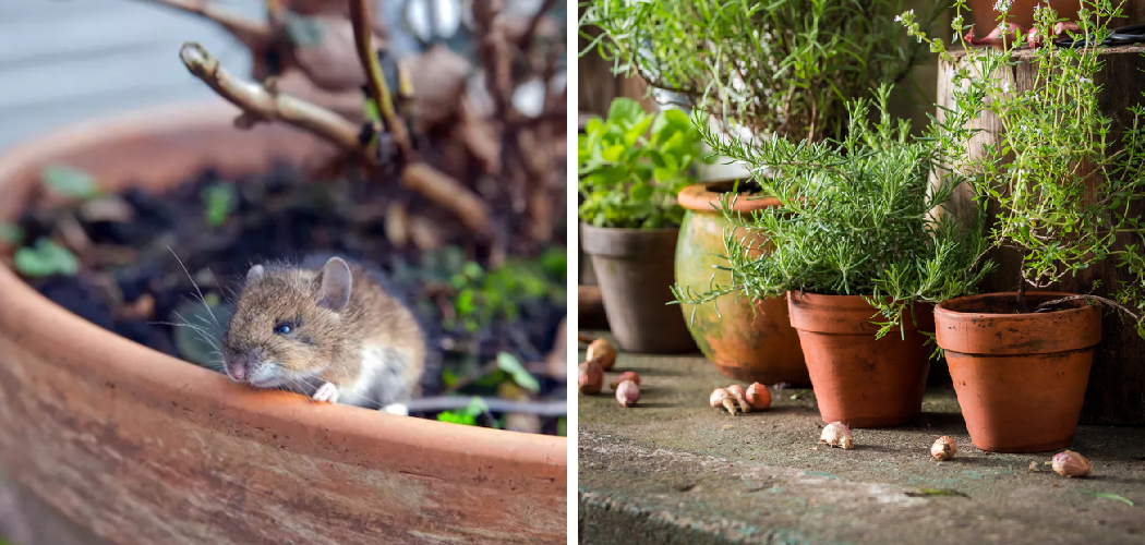 How to Keep Mice Out of Potted Plants