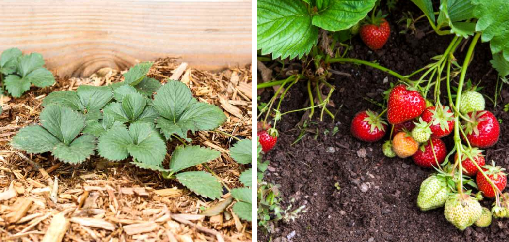 How to Keep Weeds Out of Strawberries