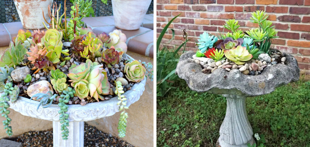 How to Make a Succulent Garden in a Bird Bath