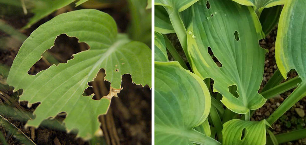 How to Prevent Holes in Hosta Leaves