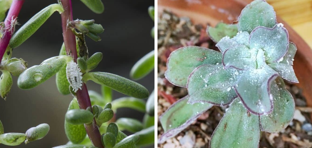 How to Prevent Mealybugs on Succulents