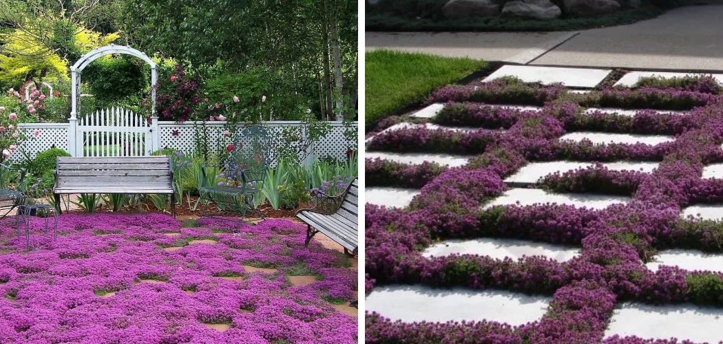 How to Replace Lawn With Creeping Thyme