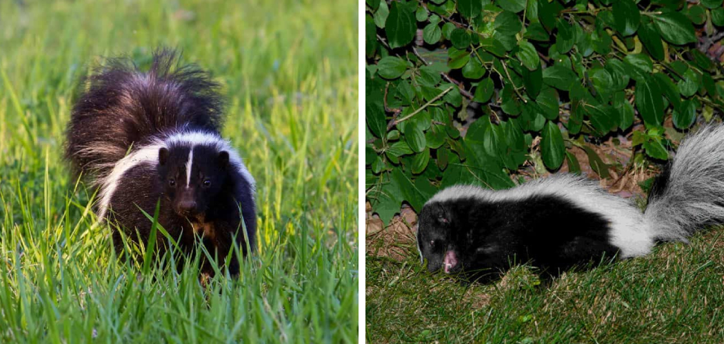 How to Stop Skunks from Digging Up Lawn