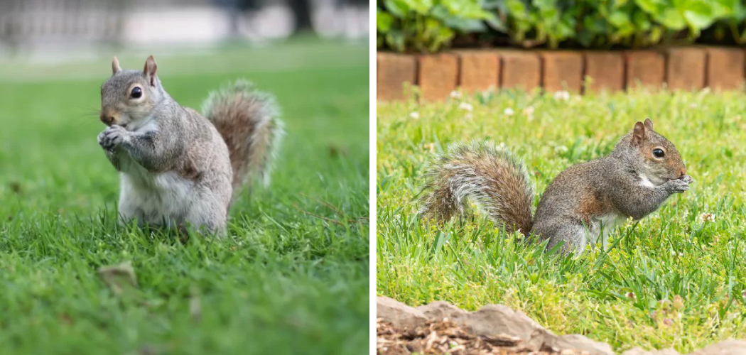 How to Stop Squirrels from Eating Grass Seed