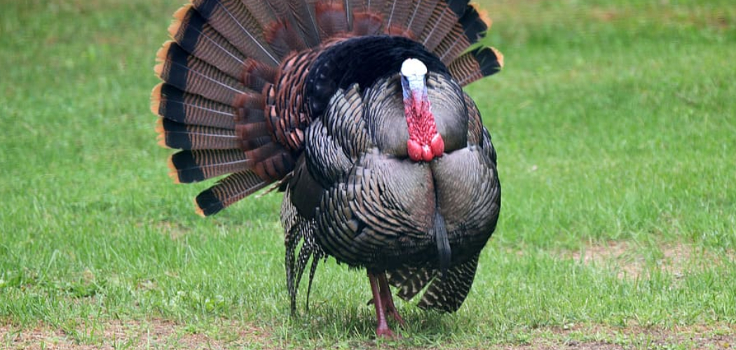 How to Stop Turkeys From Digging Up Lawn