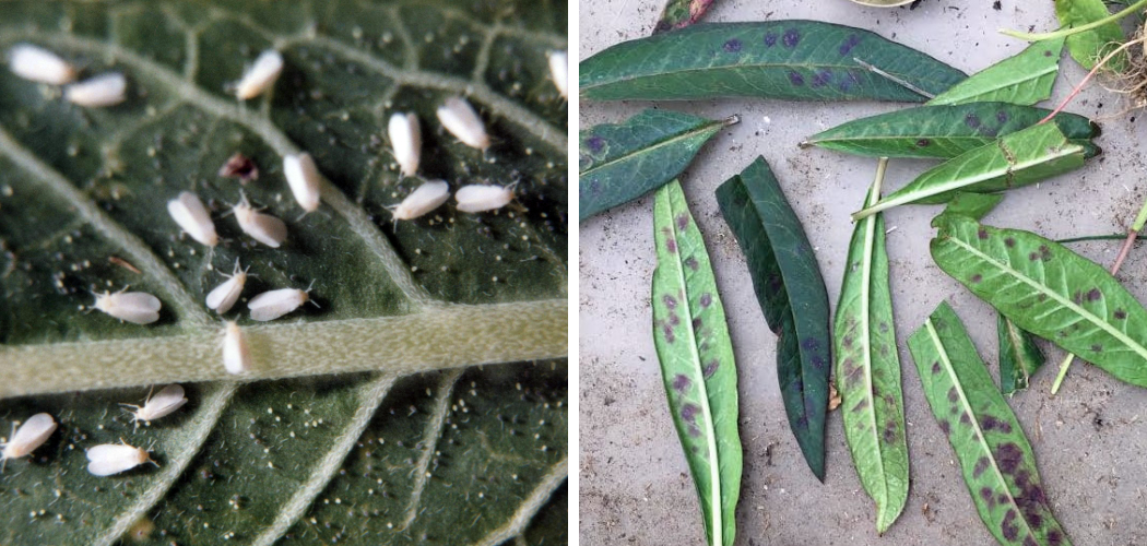 How to Treat Milkweed Fungus