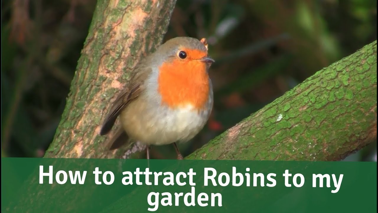 How to Attract Robins to Your Garden