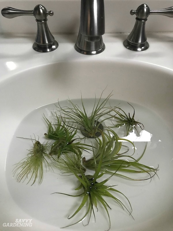 How to Care for Air Plants in Winter