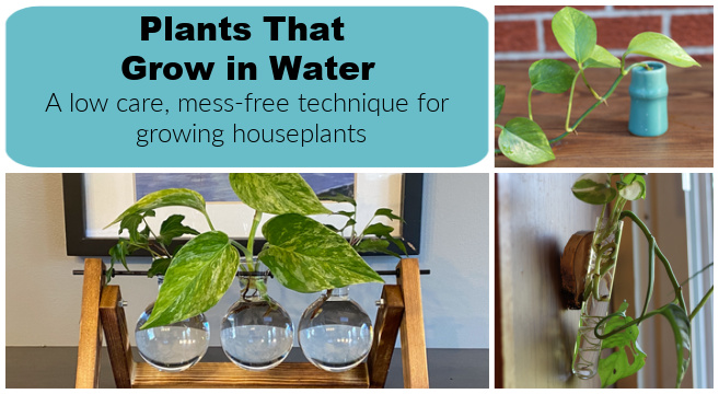 How to Care for Houseplants Growing in Water