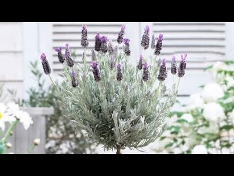 How to Care for Lavender Topiary