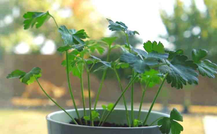 How to Care for Parsley Indoors