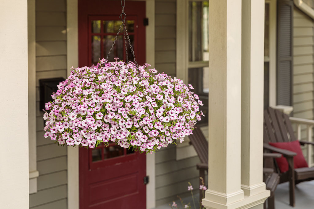 How to Care for Petunia Hanging Baskets