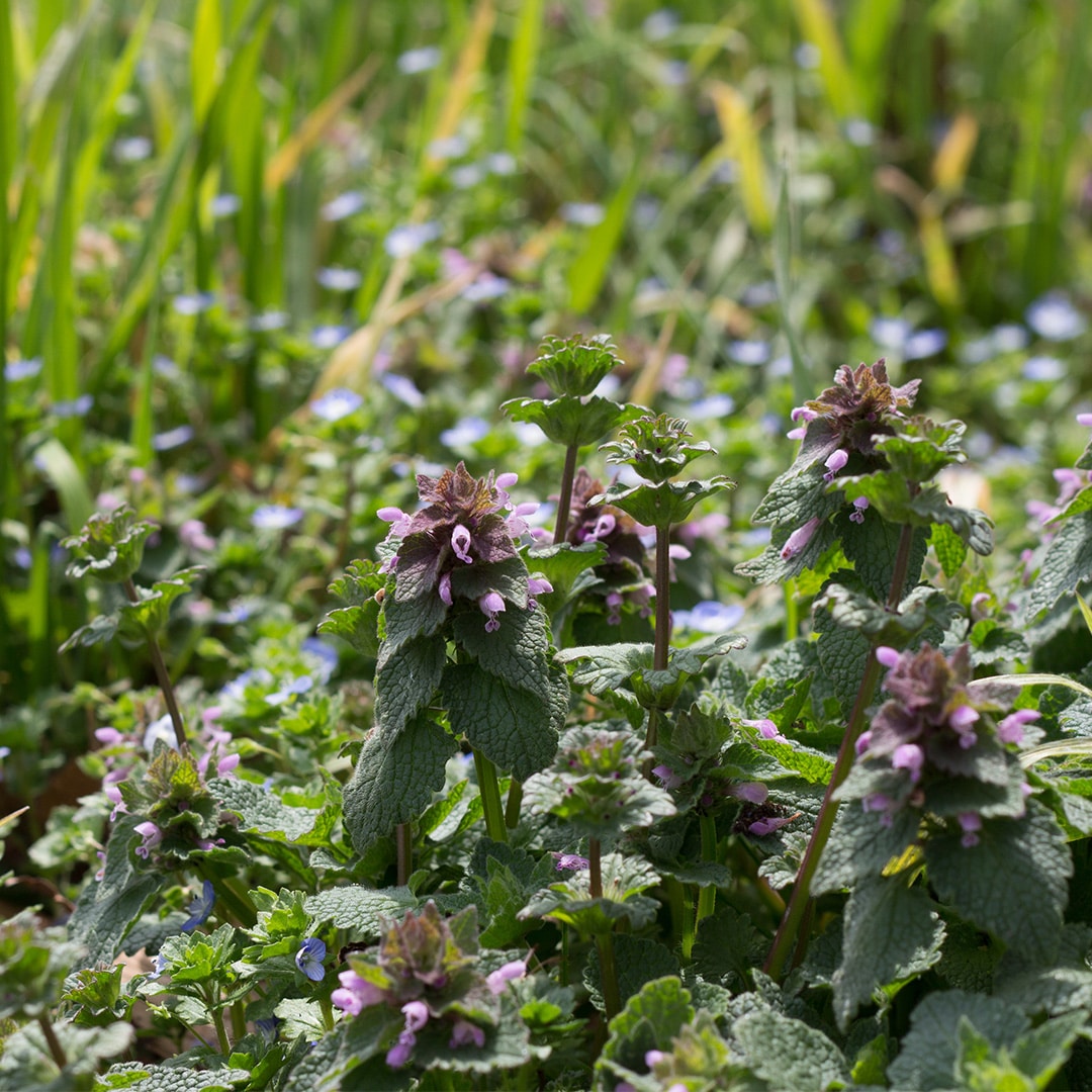 How to Control Henbit in Lawns