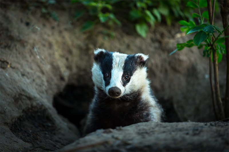 How to Deter Badgers