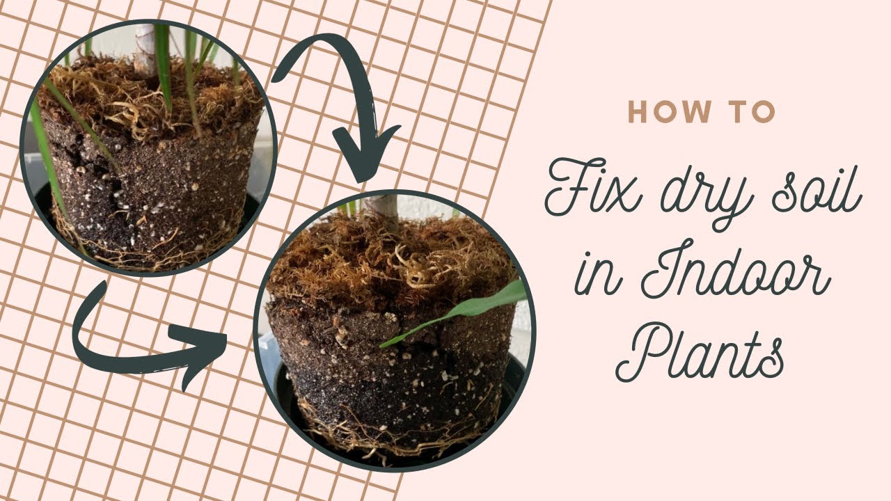 How to Dry Out Soil Indoor Plants