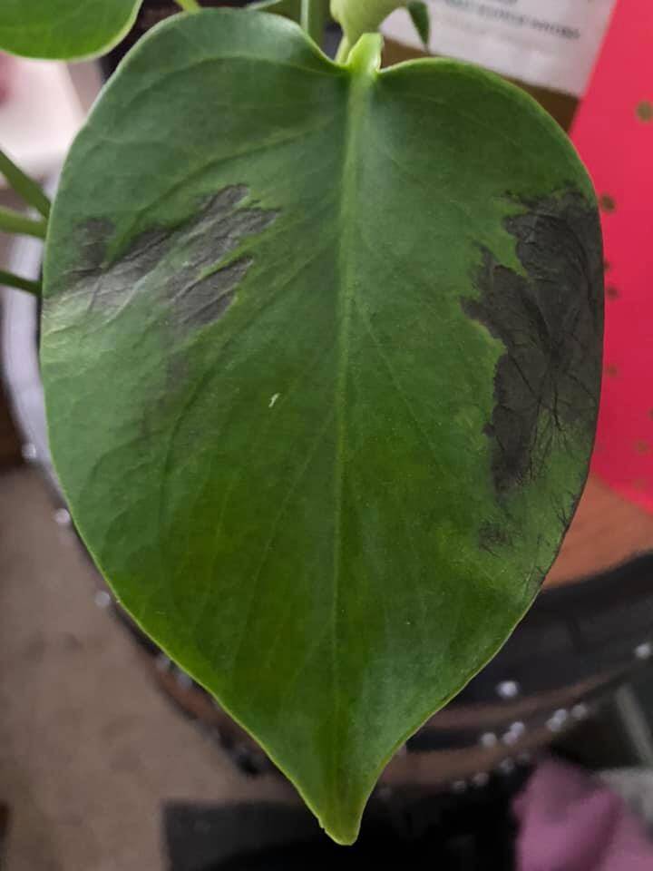 How to Fix Black Leaves on Plants