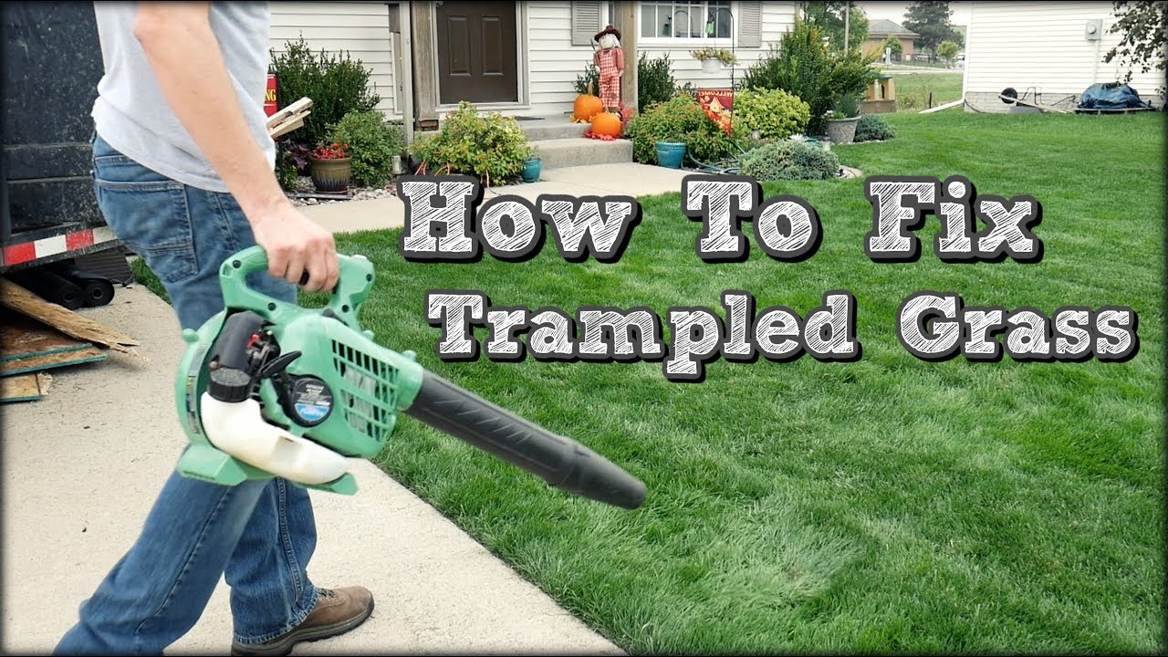 How to Fix Flattened Grass