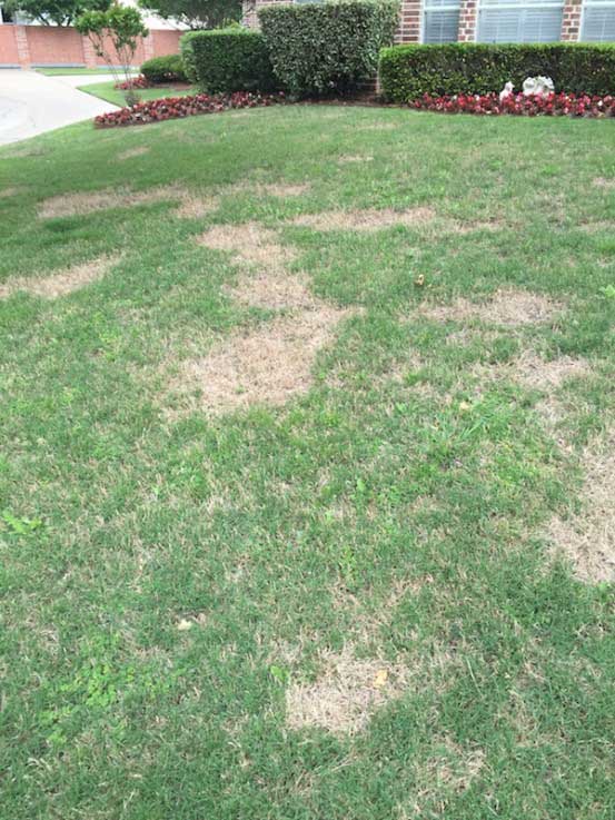 How to Fix Grass Killed by Roundup