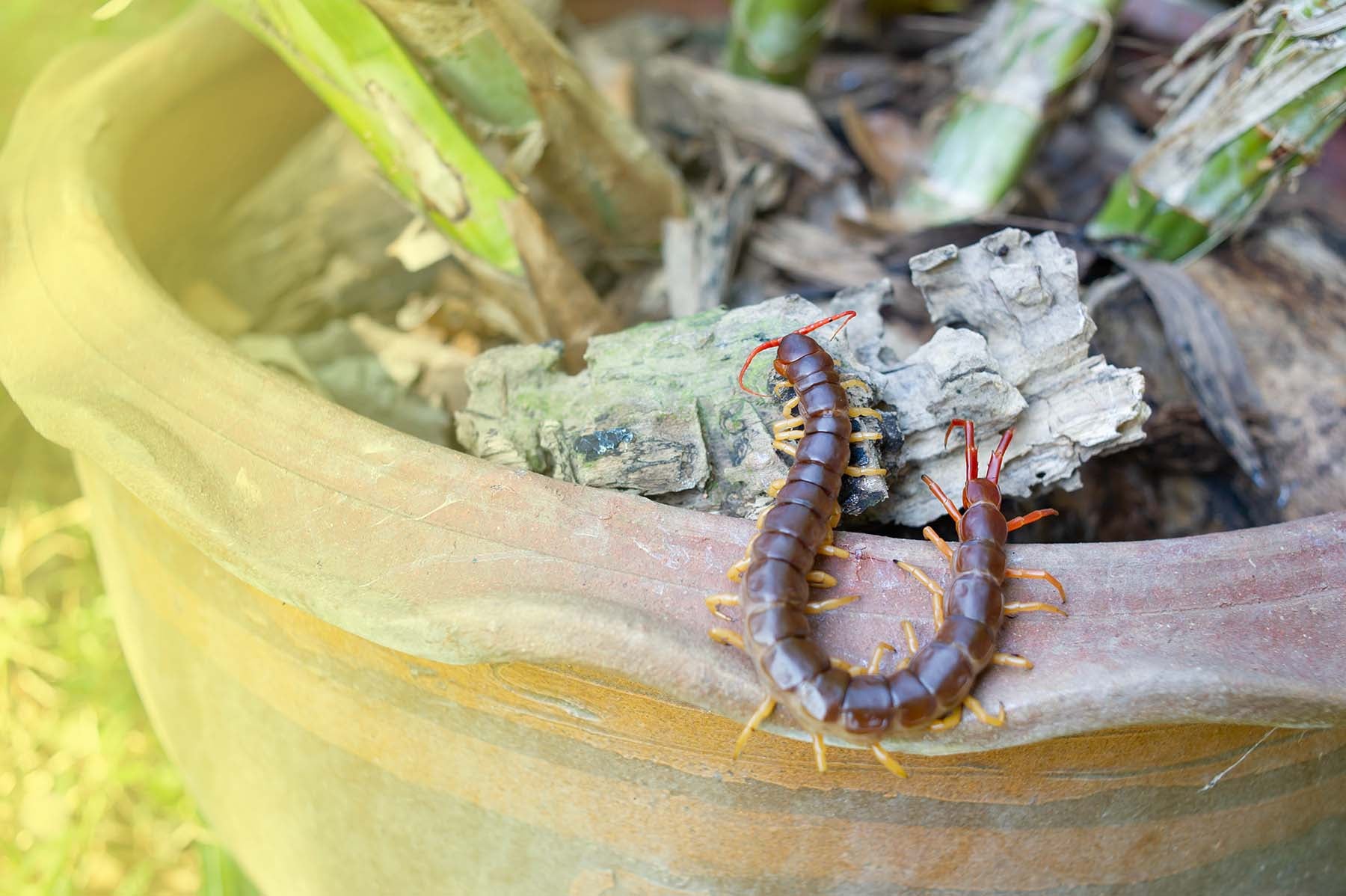 How to Get Rid of Centipedes in Houseplants