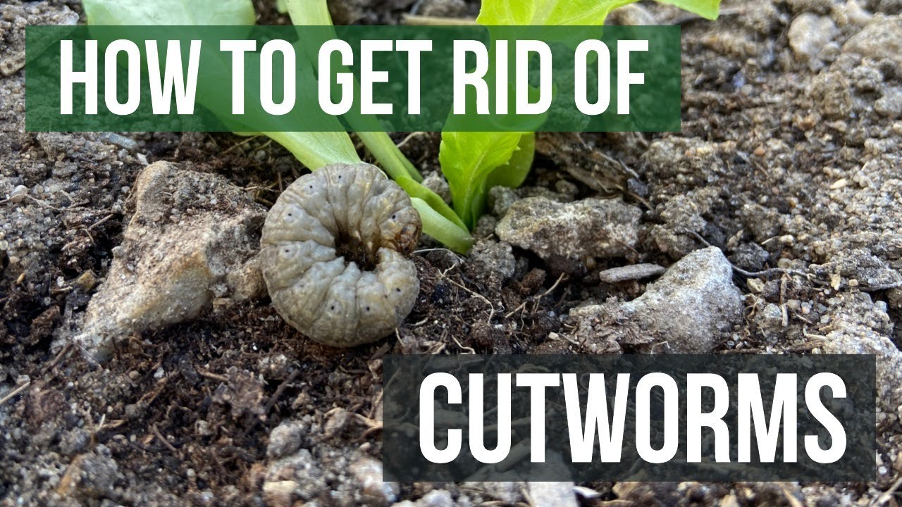 How to Get Rid of Cutworms in Lawn