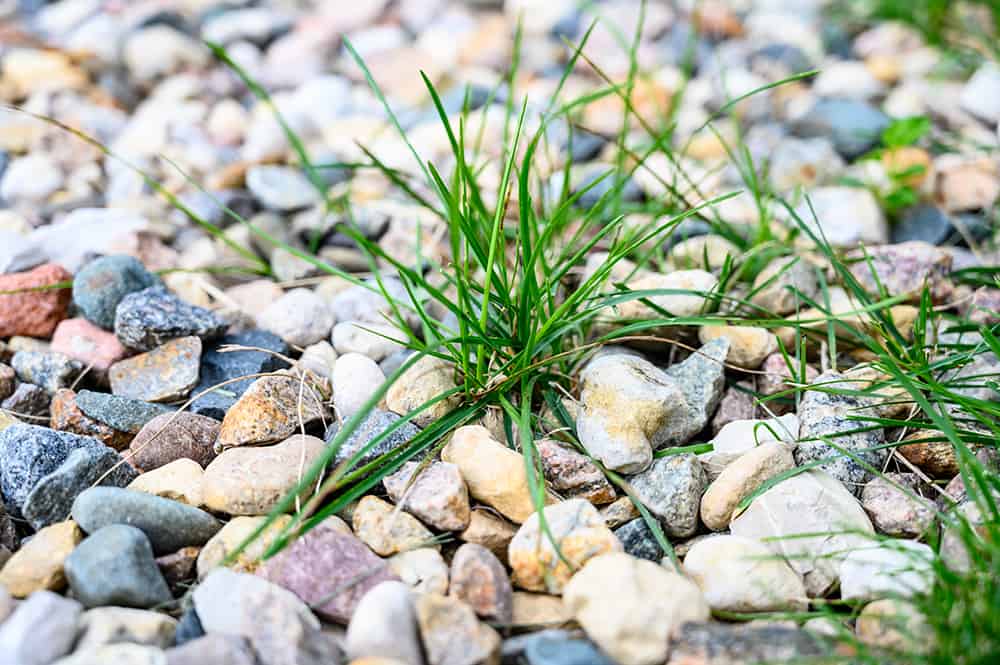 How to Get Rid of Grass in Rock Landscaping