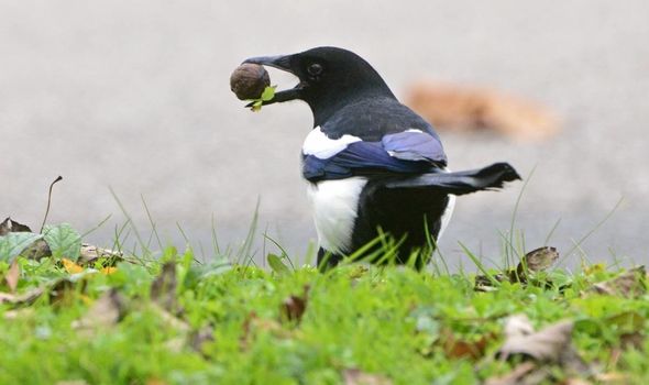 How to Get Rid of Magpies from Your Garden