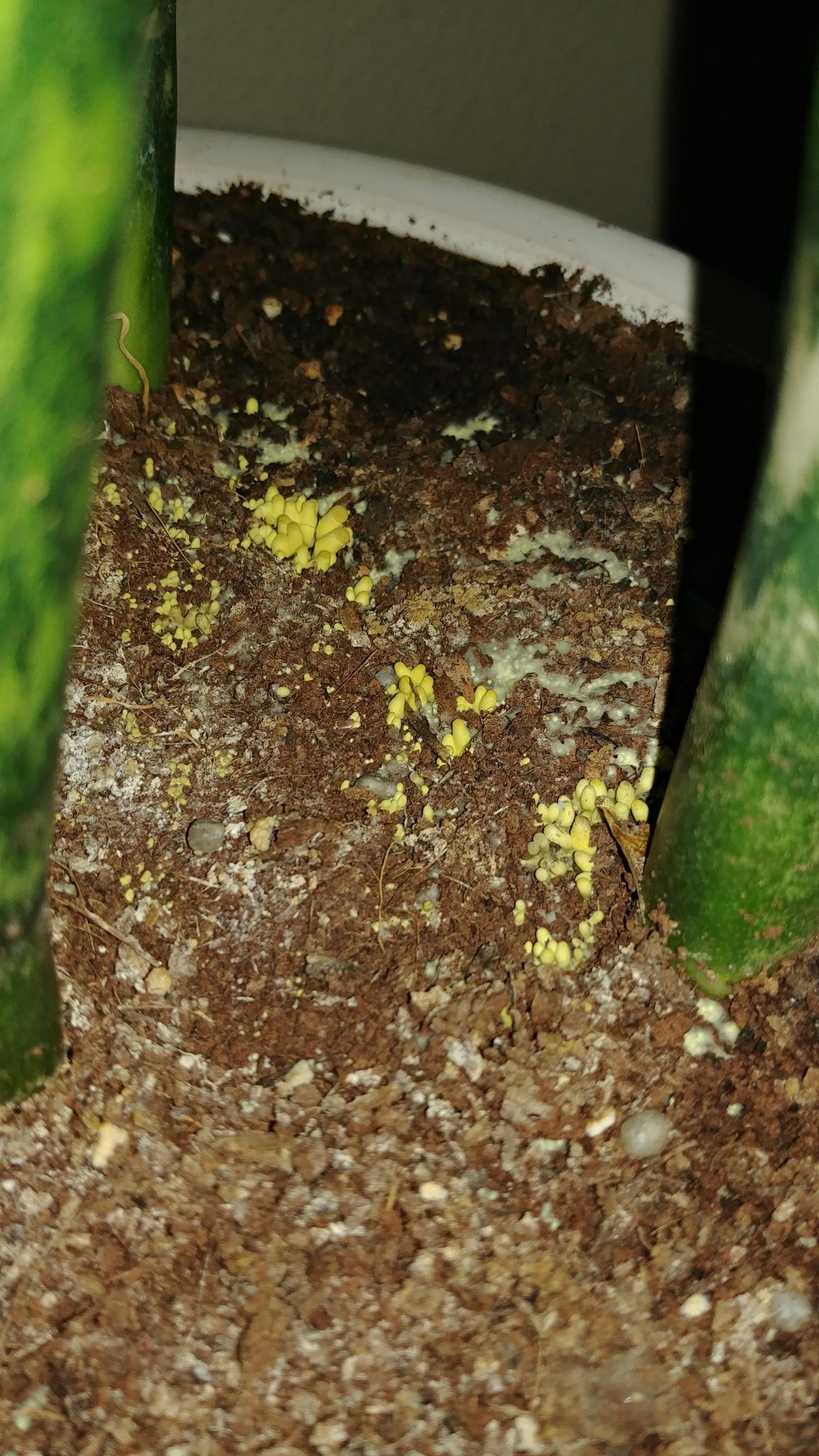 How to Get Rid of Yellow Fungus in Houseplant Soil