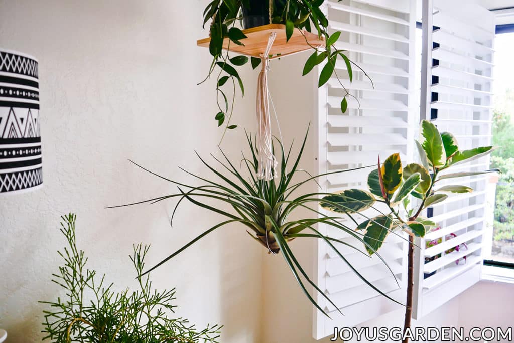 How to Hang Air Plants