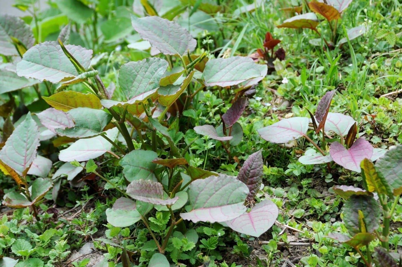 How to Identify Japanese Knotweed