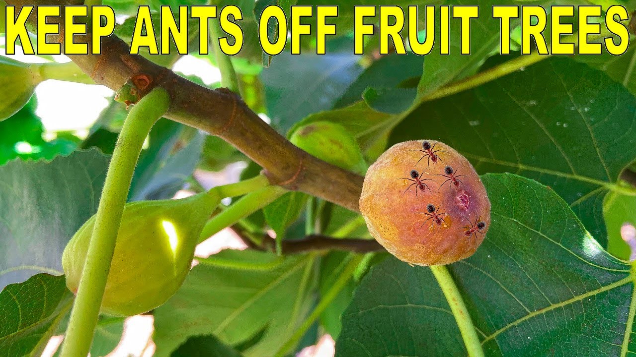 How to Keep Ants Away from Fruit Trees