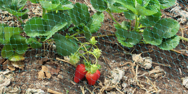How to Keep Chipmunks Out of Strawberries
