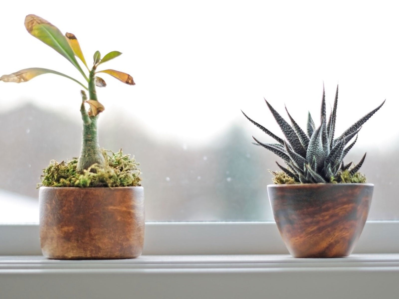 How to Keep Houseplants Warm in Winter