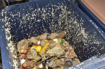 How to Keep Maggots Out of Compost Bin