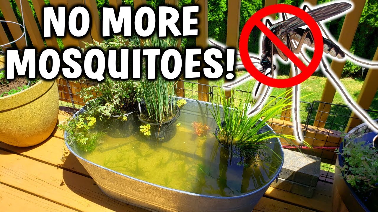 How to Keep Mosquitoes Away from Garden Pond