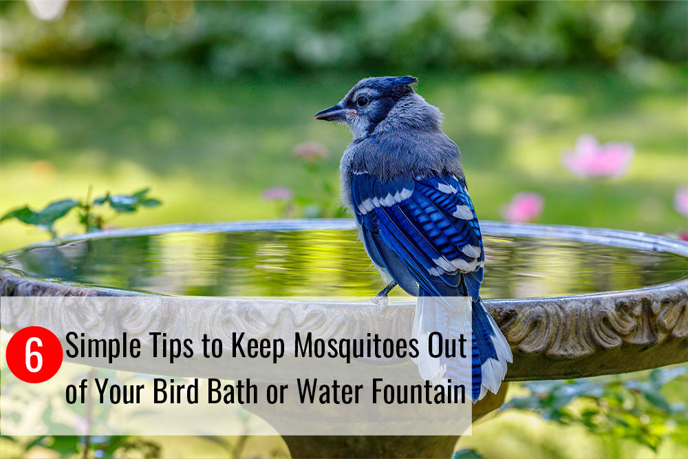 How to Keep Mosquitoes Out of Bird Bath