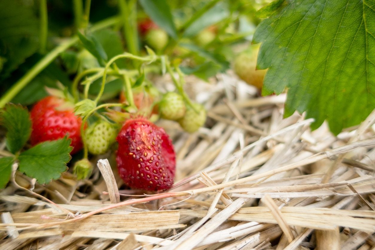 How to Keep Strawberries from Rotting on the Ground