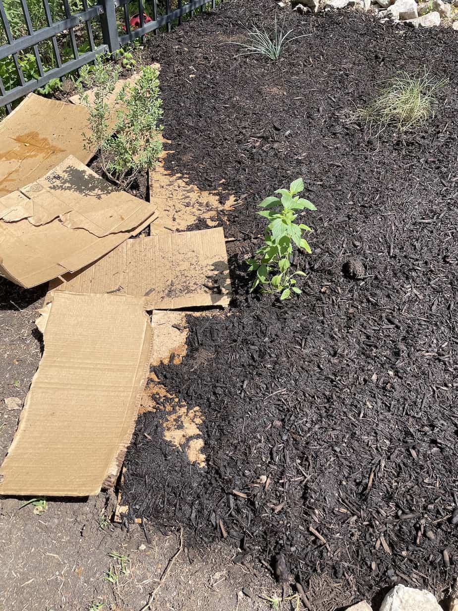 How to Keep Weeds Out of Mulched Areas