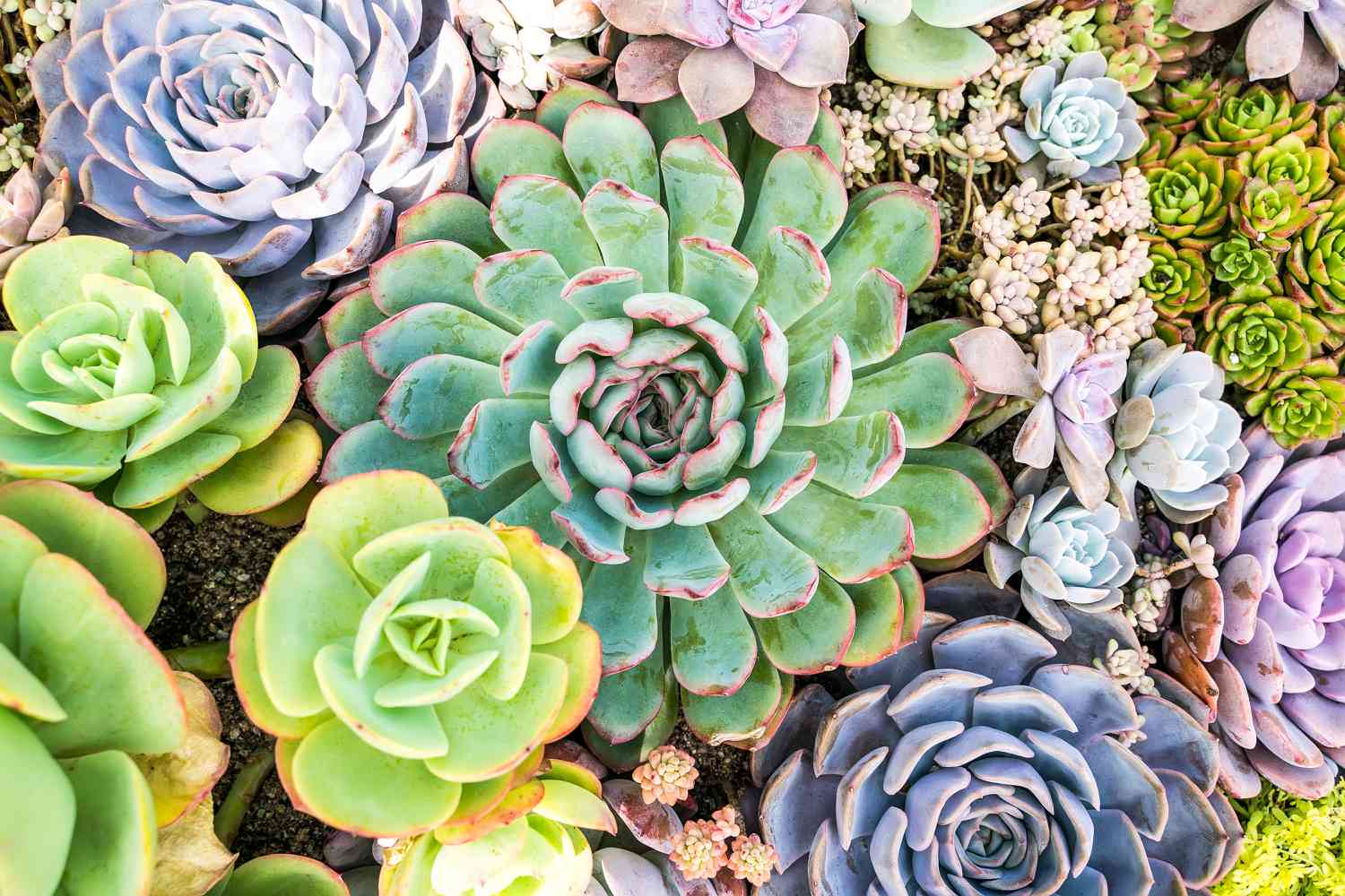 How to Keep Weeds Out of Succulent Garden