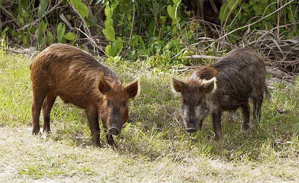 How to Keep Wild Hogs Out of Your Yard