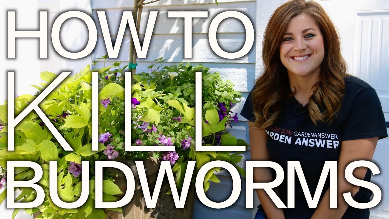 How to Kill Budworms